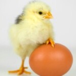 Gambar riwayat Eggs