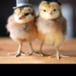 Gambar riwayat eggs